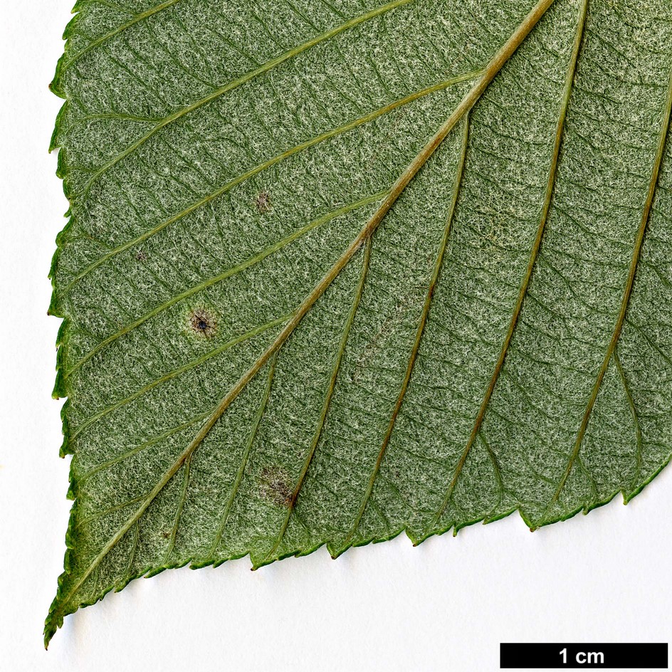 High resolution image: Family: Rosaceae - Genus: Sorbus - Taxon: coronata